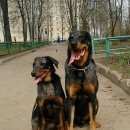 Подробнее об объявлении «Данилов Пропала собака кобель» Фото: пропала собака  «Данилов Пропала собака кобель» в г. Данилов