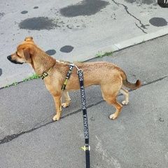 Подробнее об объявлении «Атюрьево Пропала собака после дтп недалеко от» Фото: пропала собака  «Атюрьево Пропала собака после дтп недалеко от» в г. Атюрьево