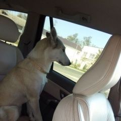 Подробнее об объявлении «Анапа Пропала собака» Фото: пропала собака Западно-сибирская лайка «Анапа Пропала собака» в г. Анапа