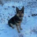 Подробнее об объявлении «Воронеж Пропала собака кобель» Фото: пропала собака Немецкая овчарка «Воронеж Пропала собака кобель» в г. Воронеж