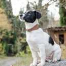 Подробнее об объявлении «Алушта Пропала собака кобель» Фото: пропала собака  «Алушта Пропала собака кобель» в г. Алушта