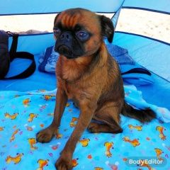 Подробнее об объявлении «Анапа Пропала собака кобель» Фото: пропала собака  «Анапа Пропала собака кобель» в г. Анапа