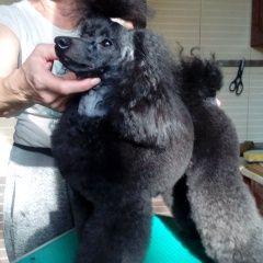 Подробнее об объявлении «Нижний Новгород Пропала собака» Фото: пропала собака Пудель «Нижний Новгород Пропала собака» в г. Нижний Новгород