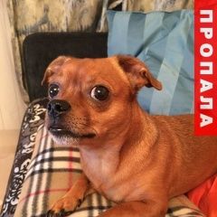Подробнее об объявлении «Москва Пропала собака кобель рыжий чих» Фото: пропала собака Чихуахуа «Москва Пропала собака кобель рыжий чих» в г. Москва