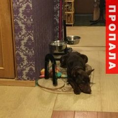 Подробнее об объявлении «Пропала собака кобель доберман шоколадный Домодедово» Фото: пропала собака Доберман «Пропала собака кобель доберман шоколадный...» в г. Домодедово