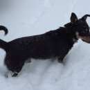 Подробнее об объявлении «Белгород Пропала собака кобель в р-не пос. новосадовый.» Фото: пропала собака  «Белгород Пропала собака кобель в р-не пос....» в г. Белгород