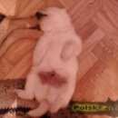 Подробнее об объявлении «Пропала собака кобель Ханты-Мансийск» Фото: пропала собака  «Пропала собака кобель Ханты-Мансийск» в г. Ханты-Мансийск