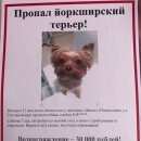 Подробнее об объявлении «Пропала собака Москва» Фото: пропала собака Йоркширский терьер «Пропала собака Москва» в г. Москва