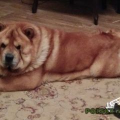 Подробнее об объявлении «Пропала собака кобель sos Дзержинск» Фото: пропала собака Чау-чау «Пропала собака кобель sos Дзержинск» в г. Дзержинск