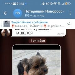 Подробнее об объявлении «Пропала собака кобель Новороссийск» Фото: пропала собака Йоркширский терьер «Пропала собака кобель Новороссийск» в г. Новороссийск