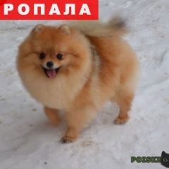 Подробнее об объявлении «Подольск Пропала собака шпиц рыжего окраса» Фото: пропала собака Померанский шпиц «Подольск Пропала собака шпиц рыжего окраса» в г. Подольск