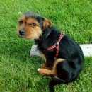 Подробнее об объявлении «Пропала собака кобель рики Санкт-Петербург» Фото: пропала собака  «Пропала собака кобель рики Санкт-Петербург» в г. Санкт-Петербург