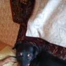 Подробнее об объявлении «Пропала собака Нижний Новгород» Фото: пропала собака Ягд-терьер «Пропала собака Нижний Новгород» в г. Нижний Новгород