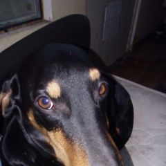 Подробнее об объявлении «Белгород Пропала собака кобель собака такса крупный кобель» Фото: пропала собака Такса «Белгород Пропала собака кобель собака такса...» в г. Белгород