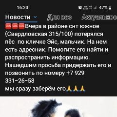Подробнее об объявлении «Красноярск Пропала собака кобель» Фото: пропала собака  «Красноярск Пропала собака кобель» в г. Красноярск