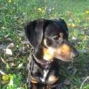 Подробнее об объявлении «Пропала собака кобель помогите найти   Ульяновск» Фото: пропала собака Такса «Пропала собака кобель помогите найти   Ульяновск» в г. Ульяновск