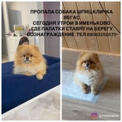 Подробнее об объявлении «Казань Пропала собака кобель 9.07 в селе именьково» Фото: пропала собака Померанский шпиц «Казань Пропала собака кобель 9.07 в селе именьково» в г. Казань