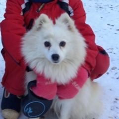 Подробнее об объявлении «Пропала собака Кострома» Фото: пропала собака Немецкий шпиц «Пропала собака Кострома» в г. Кострома