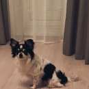 Подробнее об объявлении «Пропала собака кобель на ленинском проспекте Санкт-Петербург» Фото: пропала собака Чихуахуа «Пропала собака кобель на ленинском проспекте...» в г. Санкт-Петербург