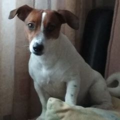Подробнее об объявлении «Пропала собака Дмитров» Фото: пропала собака Джек рассел терьер «Пропала собака Дмитров» в г. Дмитров