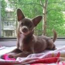 Подробнее об объявлении «Санкт-Петербург Пропала собака кобель чихуа» Фото: пропала собака Чихуахуа «Санкт-Петербург Пропала собака кобель чихуа» в г. Санкт-Петербург