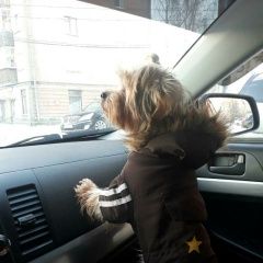 Подробнее об объявлении «Ижевск Пропала собака кобель» Фото: пропала собака Йоркширский терьер «Ижевск Пропала собака кобель» в г. Ижевск