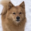 Подробнее об объявлении «Пропала собака кобель просим помощи Санкт-Петербург» Фото: пропала собака Самоедская лайка «Пропала собака кобель просим помощи...» в г. Санкт-Петербург