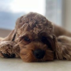 Подробнее об объявлении «Тюмень Пропала собака кобель арчи» Фото: пропала собака Американский кокер-спаниель «Тюмень Пропала собака кобель арчи» в г. Тюмень