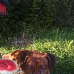 Подробнее об объявлении «Пропала собака Санкт-Петербург» Фото: пропала собака Родезийский риджбек «Пропала собака Санкт-Петербург» в г. Санкт-Петербург