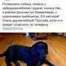 Подробнее об объявлении «Пропала собака кобель наш друг Сочи» Фото: пропала собака Лабрадор ретривер «Пропала собака кобель наш друг Сочи» в г. Сочи