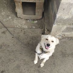 Подробнее об объявлении «Пропала собака кобель собака патрик Матвеев Курган» Фото: пропала собака  «Пропала собака кобель собака патрик Матвеев Курган» в г. Матвеев Курган