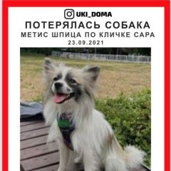 Подробнее об объявлении «Пропала собака метис шпица Москва» Фото: пропала собака Немецкий шпиц «Пропала собака метис шпица Москва» в г. Москва