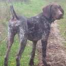 Подробнее об объявлении «Пропала собака кобель курцхаар Оренбург» Фото: пропала собака Курцхаар «Пропала собака кобель курцхаар Оренбург» в г. Оренбург