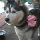 Подробнее об объявлении «Загорянский Пропала собака» Фото: пропала собака Сибирская хаски «Загорянский Пропала собака» в г. Загорянский