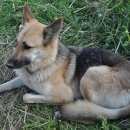 Подробнее об объявлении «Пропала собака. метис овчарки. Санкт-Петербург» Фото: пропала собака  «Пропала собака. метис овчарки. Санкт-Петербург» в г. Санкт-Петербург