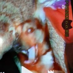 Подробнее об объявлении «Пропала собака Владикавказ» Фото: пропала собака  «Пропала собака Владикавказ» в г. Владикавказ