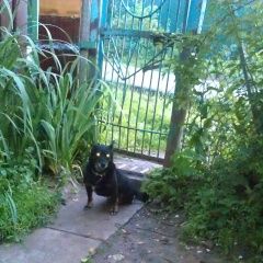 Подробнее об объявлении «Пропала собака село красная пахра, тинао, москва Троицк» Фото: пропала собака Такса «Пропала собака село красная пахра, тинао,...» в г. Троицк