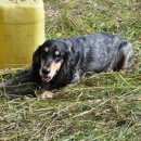 Подробнее об объявлении «Новосибирск Пропала собака русский охотничий спаниель» Фото: пропала собака Русский охотничий спаниель «Новосибирск Пропала собака русский охотничий...» в г. Новосибирск