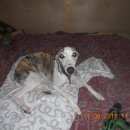 Подробнее об объявлении «Пропала собака очень старенькая уиппет девочка Санкт-Петербург» Фото: пропала собака Уиппет «Пропала собака очень старенькая уиппет девочка...» в г. Санкт-Петербург