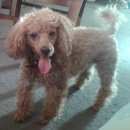 Подробнее об объявлении «Пропала собака пудель рыжий Санкт-Петербург» Фото: пропала собака Пудель «Пропала собака пудель рыжий Санкт-Петербург» в г. Санкт-Петербург