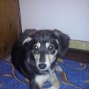 Подробнее об объявлении «Нижний Новгород Пропала собака по кличке боня» Фото: пропала собака  «Нижний Новгород Пропала собака по кличке боня» в г. Нижний Новгород