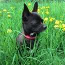 Подробнее об объявлении «Пропала собака Санкт-Петербург» Фото: пропала собака Чихуахуа «Пропала собака Санкт-Петербург» в г. Санкт-Петербург