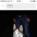 Подробнее об объявлении «Казань Пропала собака хаски» Фото: пропала собака Сибирская хаски «Казань Пропала собака хаски» в г. Казань