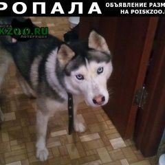 Подробнее об объявлении «Волгоград Пропала собака» Фото: пропала собака Сибирская хаски «Волгоград Пропала собака» в г. Волгоград