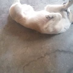 Подробнее об объявлении «Пропала собака Владикавказ» Фото: пропала собака  «Пропала собака Владикавказ» в г. Владикавказ