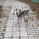 Подробнее об объявлении «Пропала собака кобель лайка западно-сибирская Пушкино» Фото: пропала собака Западно-сибирская лайка «Пропала собака кобель лайка западно-сибирская...» в г. Пушкино