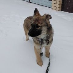 Подробнее об объявлении «Пропала собака щенок на кузбасской Нижний Новгород» Фото: пропала собака  «Пропала собака щенок на кузбасской Нижний Новгород» в г. Нижний Новгород