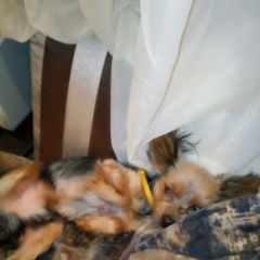 Подробнее об объявлении «Анапа Пропала собака» Фото: пропала собака Йоркширский терьер «Анапа Пропала собака» в г. Анапа