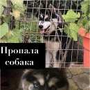 Подробнее об объявлении «Адлер Пропала собака кобель хаска кабель» Фото: пропала собака Сибирская хаски «Адлер Пропала собака кобель хаска кабель» в г. Адлер