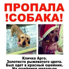 Подробнее об объявлении «Дорохово Пропала собака кобель любимый пес» Фото: пропала собака Такса «Дорохово Пропала собака кобель любимый пес» в г. Дорохово